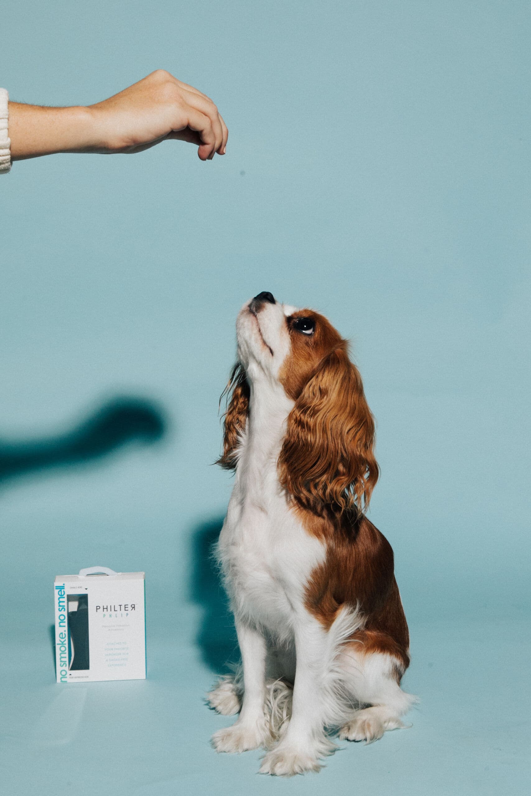 Friendly dog posing with a PHILTER PHREND device
