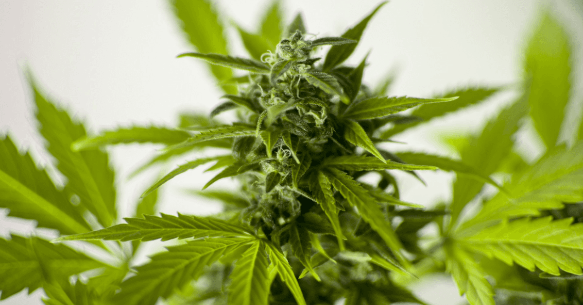 Do you use Cannabis as medicine? PHILTER wants to help you shake off the stigma!